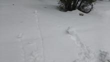 Skier triggered roller balls in low angle terrain, indicating possibility of loose wet avalanche potential.