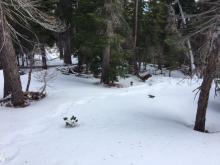 Snowcover looking upslope on N aspect at 8,000'.