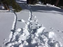 Skier triggered roller balls on ESE aspect at ~8,700'.