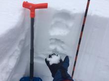 Slab of recent storm snow layered F, 4F, 1F on to top of F+ facets.