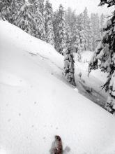 Storm slab in below treeline terrain triggered from the lower angle slope I am standing on.