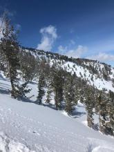 Settlement at base of trees on ENE exposure