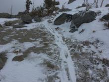 Reverse skin track showing extent of previous snow transport.