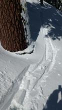 Signs of 2 to 3 inches of storm snow settlement around trees.