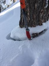 Most trees above 8200 feet showed significant signs of settlement.