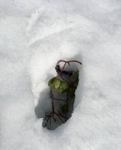 Boot penetration to the ground at 830am on a south facing slope at 6700 feet. Surface was still frozen, with less than 1cm ski penetration.