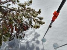 Rime at 9700 ft on Tamarack Peak.