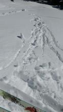 Skier triggered roller balls on mid slope avalanche path on Andesite Peak. NE aspect at 7,900' at 9:15 am.