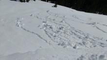Skier triggered roller balls on the summit of Andesite Peak. NE aspect at 9:45 am.