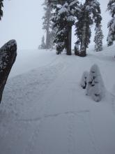 Skier triggered loose dry avalanche (D1) on N aspect, near treeline, ~7,800'.