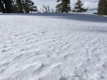 Open area at 8400 feet on ridge between Maggie's Peaks showing NSFs but no Surface Hoar. 