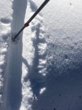 This small mound on the approach ridge held very soft surface snow on the shady aspects but a thin breakable crust on the solar aspects. Beneath the crust similar very soft snow (NSFs) was present.