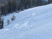 Wind slab avalanches along Mt. Judah were up to 1-2' deep, but did not extend very far downslope.