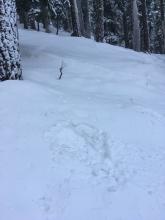 A good number of tree bombs were falling as snow became saturated.