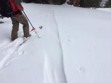 Skin track refilled within 2.5 hours from wind transport in open below treeline terrain.