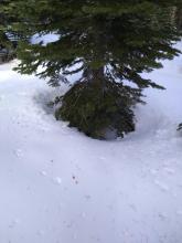 Established tree well hazard if the forecasted 1-2+ feet of new snow verifies.