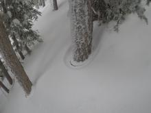 Tree rings demonstrating snow settlement due to warming.