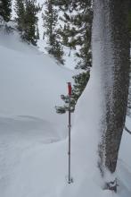 Snow pushed up against tree by slide.