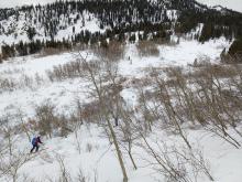 Below 8000 ft. numerous shrubs and bushes still remained exposed. 