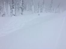 Avalanche debris down into trees.