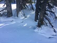 Settlement of recent storm snow of a few inches was obvious around most N facing trees at 9,000 ft.