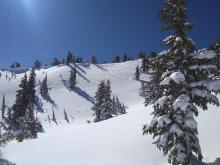 Raised tracks on Northerly aspects near ridgeline from the recent NE winds.