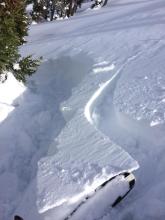 Windslab failure from skinning above a tree moat. 
