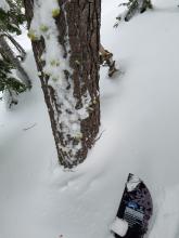 Snow around many trees indicated minor settlement. 