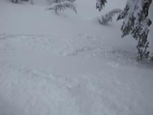 Dryish loose wet avalanche intentionally triggered by ski cut on 38 degree N aspect slope below treeline at ~9,200'.