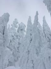 Heavily rimed (and beautiful trees) on the NW slopes of Castle. 