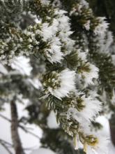 Lightly rimed trees near Maggies ridge