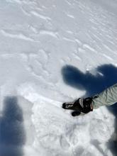 Thin surface melt-freeze layer over dry snow (not yet a corn setup).