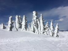 High elevation trees holding their N facing snow