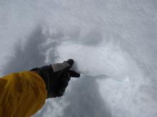 6" thick surface melt-freeze layer with supportable crust separating wet snow from dry snow below.