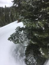 Trees holding a dusting of snow on their north faces, beginning at 6800ft