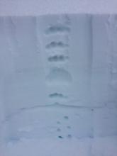 Snow structure in top 60cm @ 8200ft NE aspect 