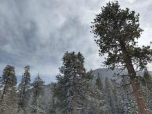 A lull in the storm over Luther Pass between 1 pm and 3 pm today. 