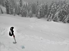 Ski cut triggered D1.5-D2 Loose wet avalanche