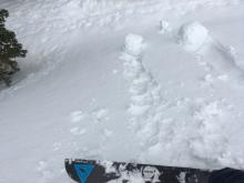 Ski triggered loose wet roller ball activity on a steeper slope.