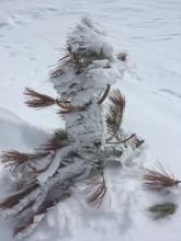 Rime covered tree in a windy location near Genoa Peak. 