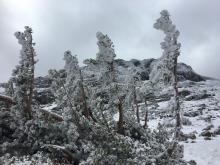 Rimed trees showing evidence of recent NE winds.