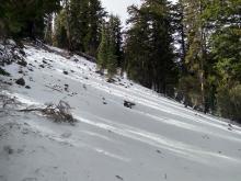 Wind scouring begins in the trees on northerly aspects as slopes get steeper. 