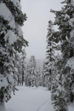 Snow covered trees at about 8000 feet on Luther Pass. 