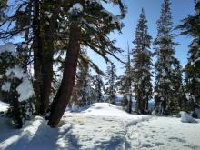 Wet snow with tree dripping and bombing at ~7,900' on W aspect.