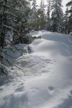 Due to sun and above freezing temps snow was melting from trees.