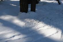 Trees holding snow and receiving afternoon sun were melting rapidly.