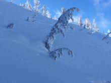 Wind scouring on shaded NW aspects near treeline.