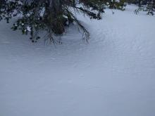 Wind erosion pattern near treeline. Wind direction is E