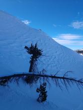 Another image of widespread wind affect in the Donner Peak area