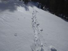 Breakable rain crust scoured of any new snow on SW aspect at 8,600'.